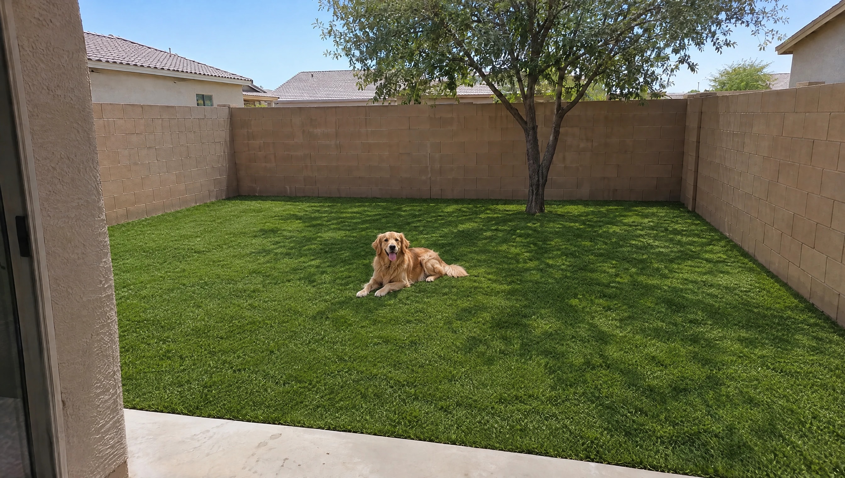 After: Chandler backyard, worn dog yard replaced with pet turf